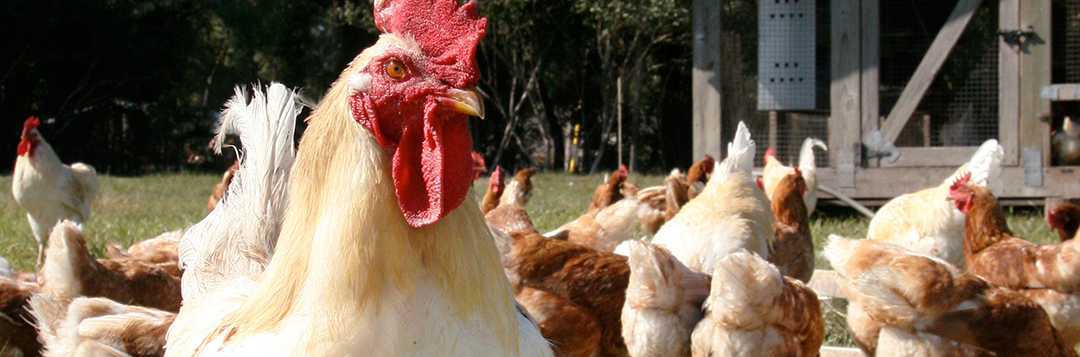 backyard flock with rooster in foreground