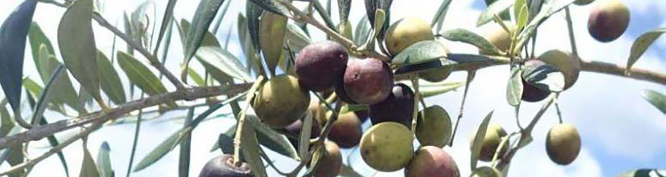 photo of olives ripening on an olive tree branch.