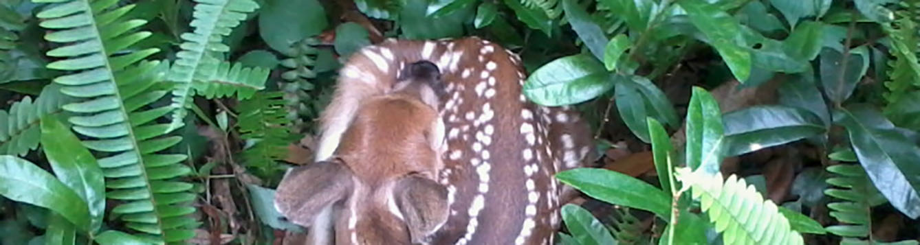 photo of a fawn curled up in ferns and other understory plants