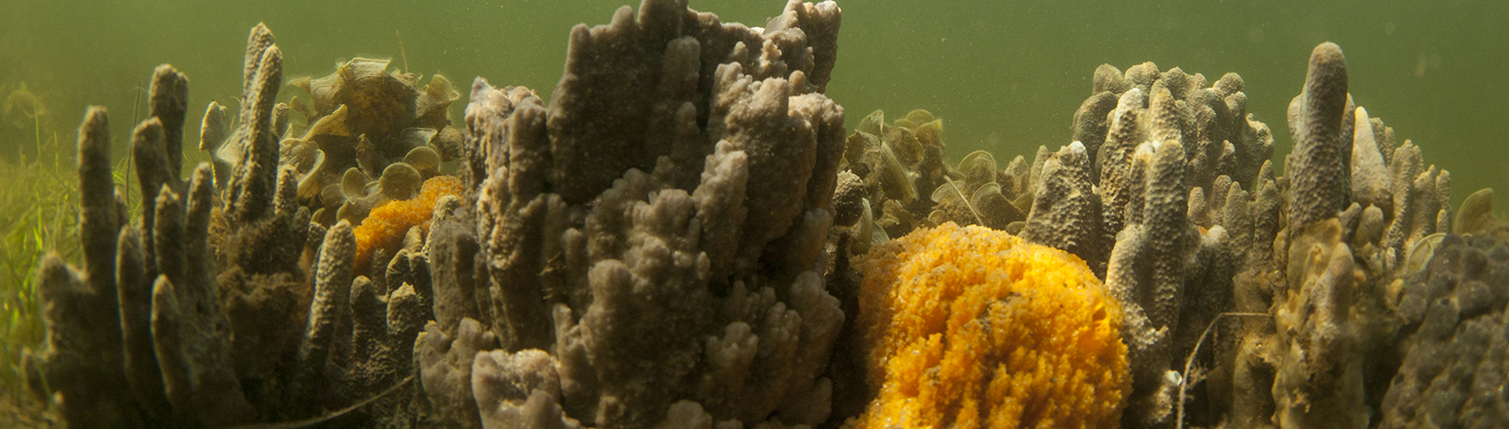 Some corals and sponges of a ocean reef.