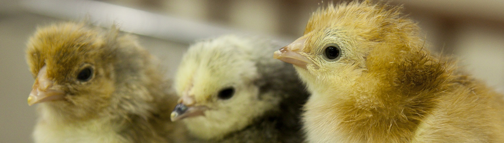 Three baby chicks.