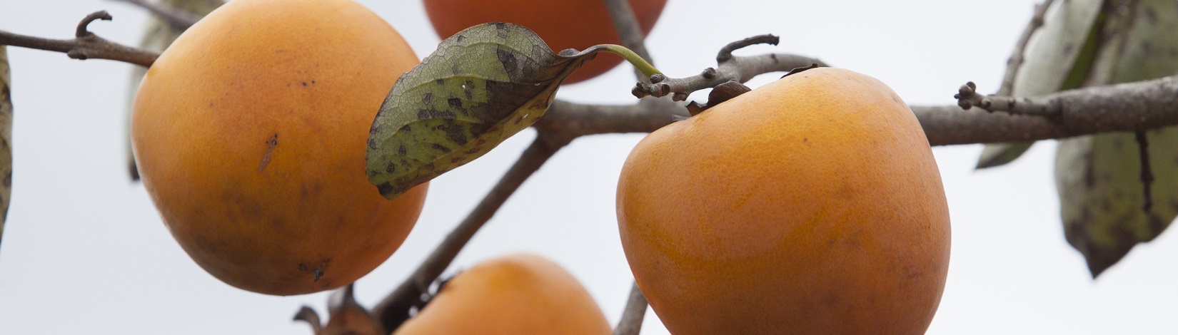 Persimmon growing from tree branches.
