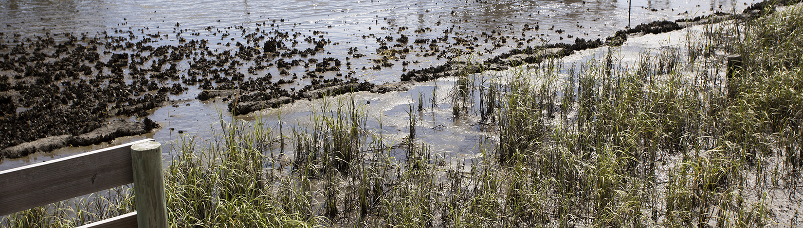 A photo of a grassy section of beach with oysters growing along the water's edge. The end of a board fence is visible on the lower left. Everything is in bright sun; the water is reflecting a blue sky.