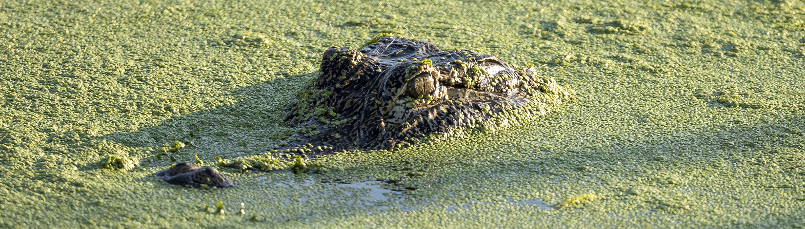 A photo of a mostly submerged alligator in water completely covered in brilliant green duckweed. Only the top of its head with the eye mounds and the tip of its nose with its nostrils are visible above the duckweed. The sun is low in the sky and behind the alligator so that its head casts a long shadow. It faces mostly left but is turned slightly toward the camera so that we can see one of its golden eyes, which is lit up and shining in the sun with the pupil closed to a tiny vertical slit.