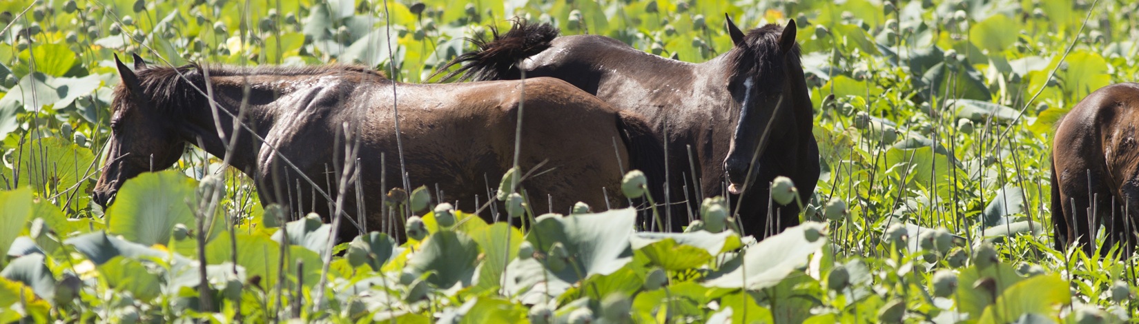 Wild horses on Paynes Prairie.