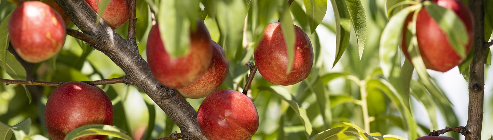 Nectarines hanging from tree branches.