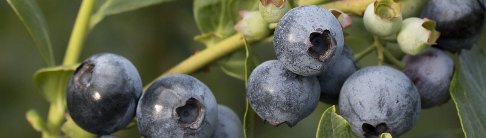 Blueberries on a bush branch.