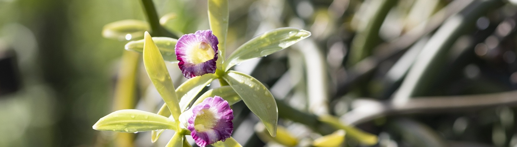 Two vanilla orchids on one plant