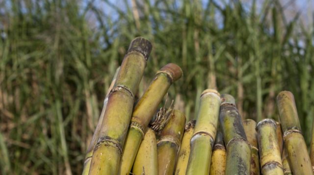 Sugar Cane stalks. UF/IFAS Photo by Tyler Jones.