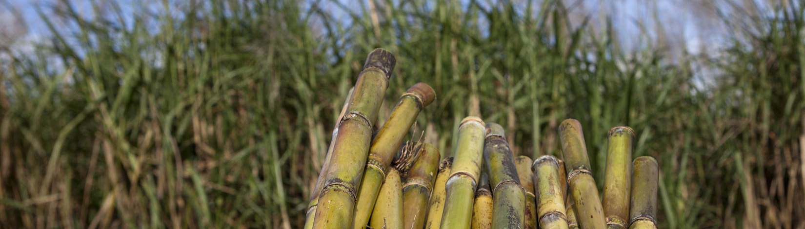 Sugar Cane stalks. UF/IFAS Photo by Tyler Jones.