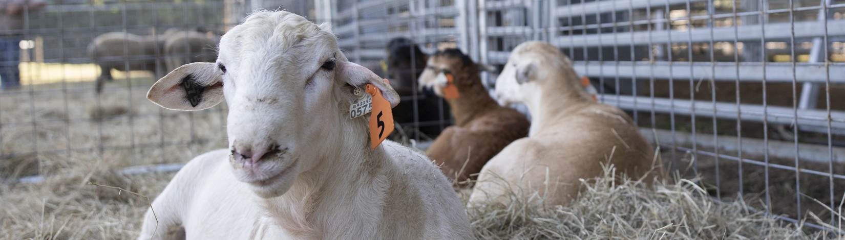Rams in a pen. Photo taken 10-02-21.