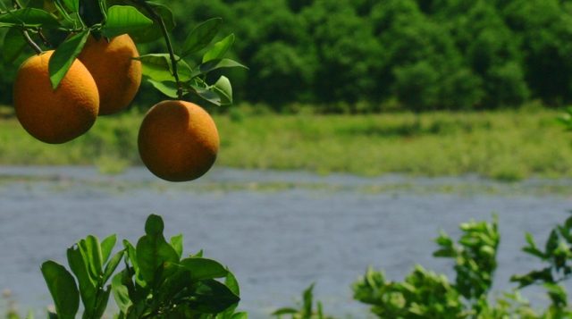 Citrus grove. UF/IFAS Photo: Thomas Wright.