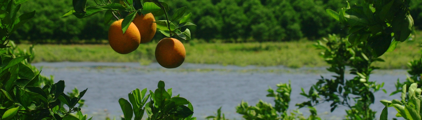 What’s New on Ask IFAS: UF/IFAS Citrus REC (Nov.–Dec.)