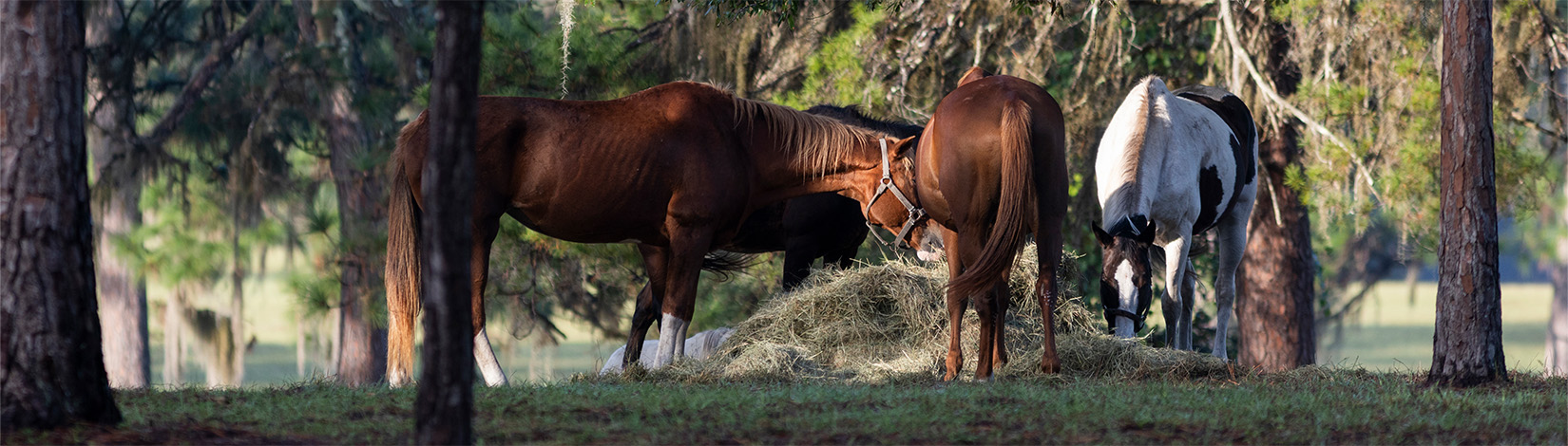 Horses eating hay on a farm. Photo taken 09-26-25.