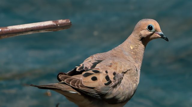 Taupe colored morning dove sits on a stick in front of blue water. The bird is seen from the side. It has bright black eyes rimmed in pale blueish gray and black teardrop markings on its wing feathers.