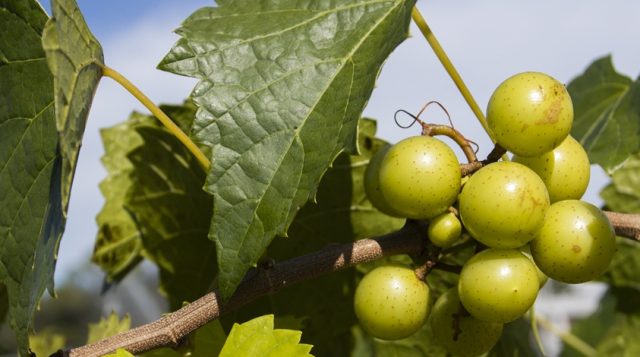 Unripe muscadine grapes growing from a branch.