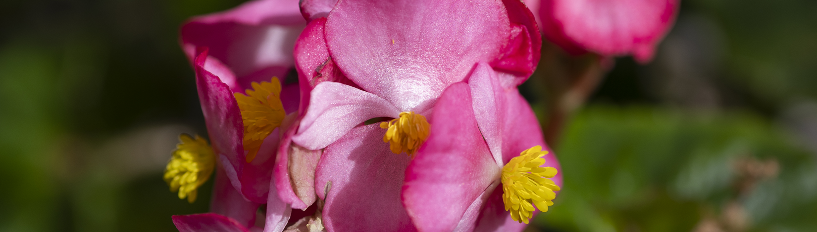 Close-up on a cluster of pink flowers.