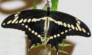 papilio_cresphontes01