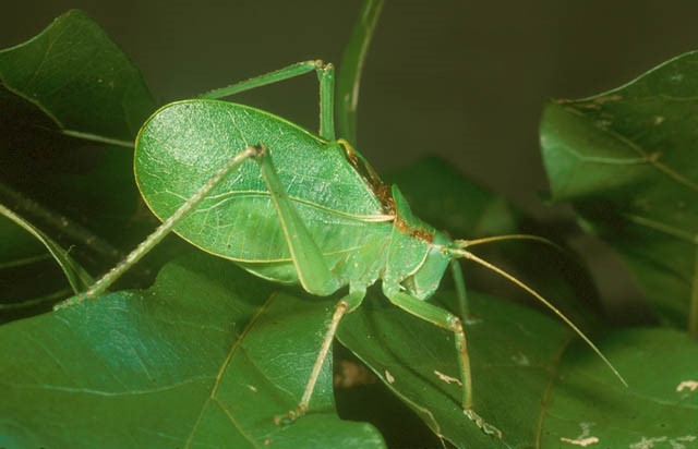 green grasshopper that looks like a leaf