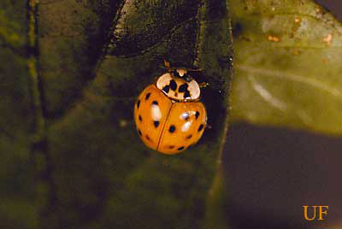 Are ladybugs all ladies? - UF/IFAS Entomology and Nematology Department