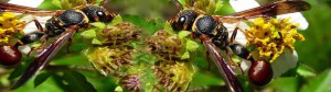 mason-wasp