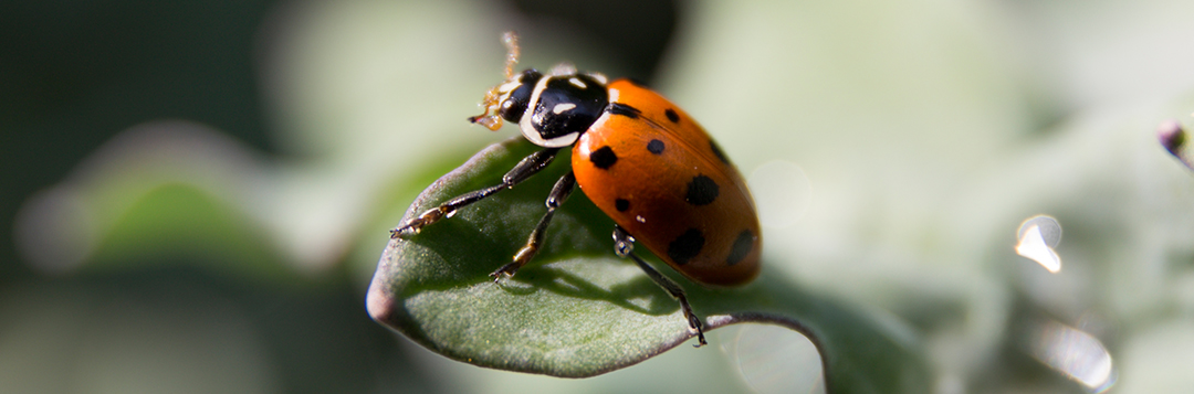 Are ladybugs all ladies? - UF/IFAS Entomology and Nematology Department