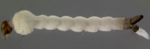 mosquito-larva