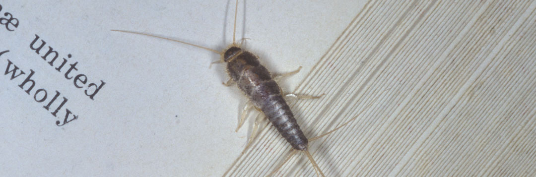 Silverfish In Bathroom - Happy Living Small Silver Insect In Bathroom