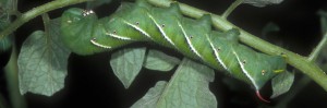 tomato-worm