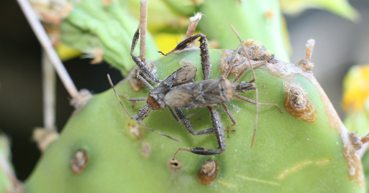 Word of the Day: Bug Weapons - UF/IFAS Entomology and Nematology Department