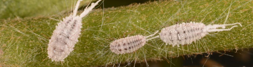 Are ladybugs all ladies? - UF/IFAS Entomology and Nematology Department