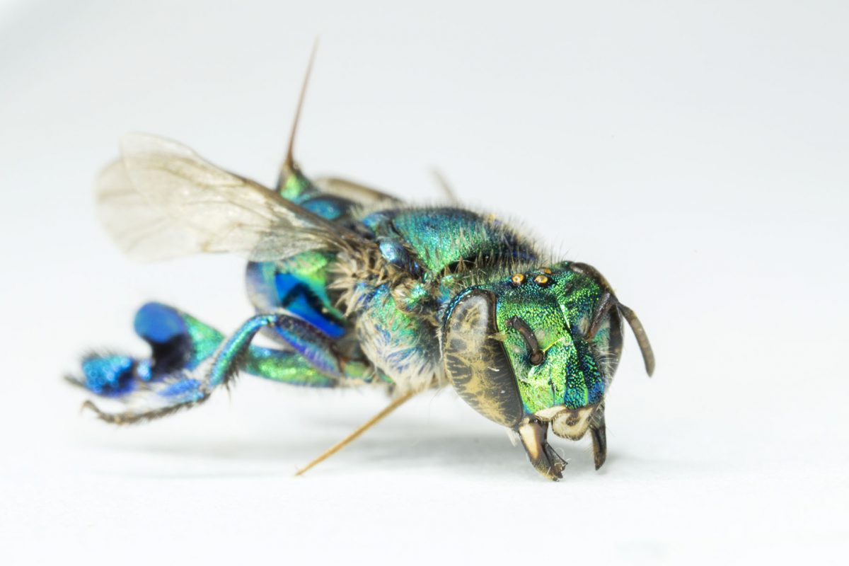 Bug of the Day Green Orchid Bee UF/IFAS Entomology and Nematology