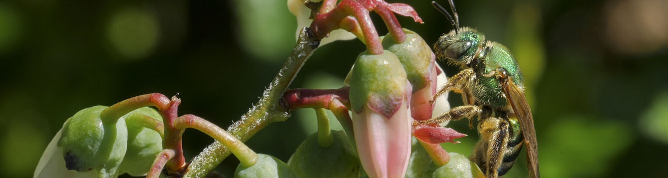 Bug Of The Day Sweat Bee Uf Ifas Entomology And Nematology Department