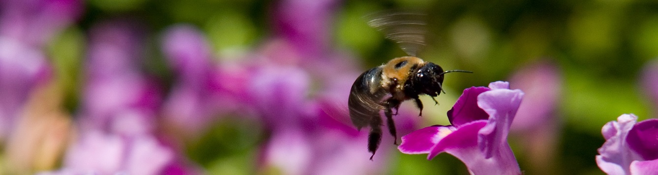 Bug Word of the Day: Flower Constancy - UF/IFAS Entomology and ...