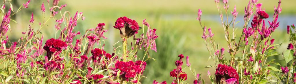 Red flowers, an oak tree, pasture, and a pond.
