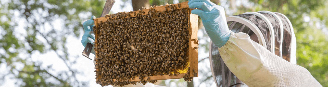Hive Health Best Management Practices - Honey Bee Health Coalition