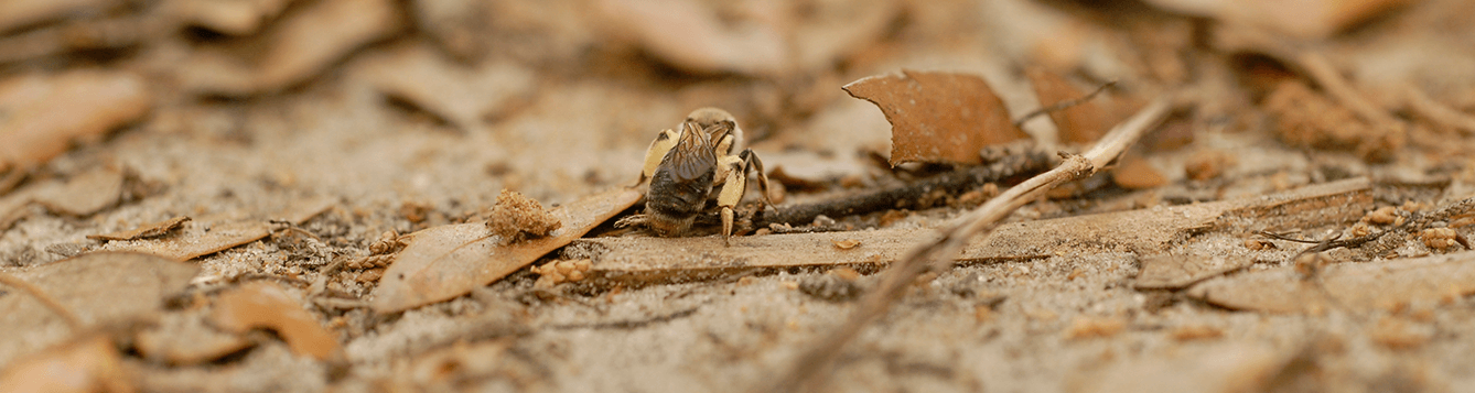 Ground nesting bee on ground
