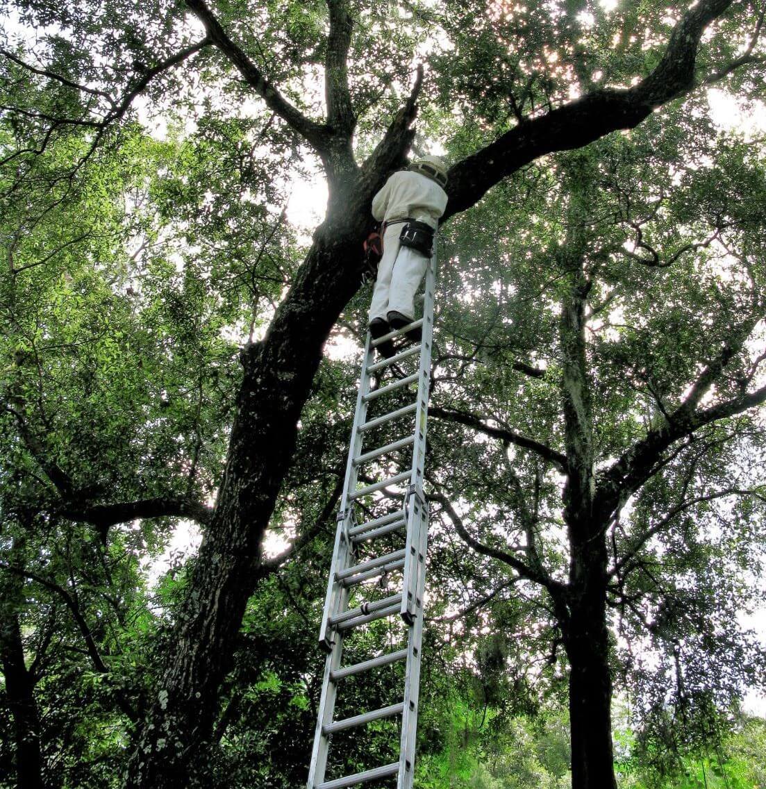 Beekeeper removing a swarm from a tree