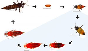Brazilian peppertree thrips life cycle