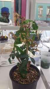 Brazilian peppertree thrips damage