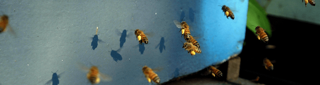 honey bees with pollen pockets