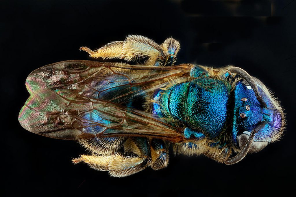 Which blue bee is visiting my Florida landscape? - UF/IFAS Entomology ...