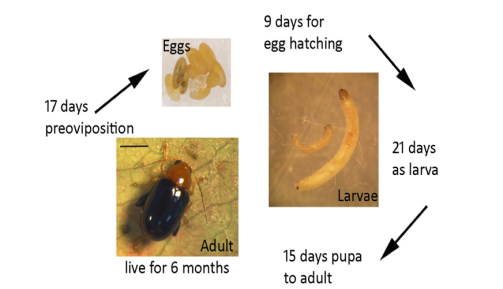 What Is Happening With the Proposal for the Chinese Tallow Tree ...