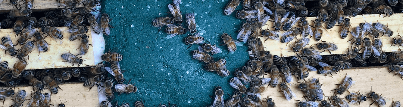 Research Update Following Pollen Substitute Patties In A Honey Bee