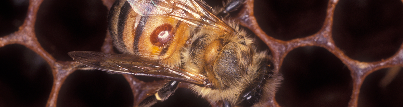 Honey Bee Lab Uf Ifas Entomology And Nematology Department