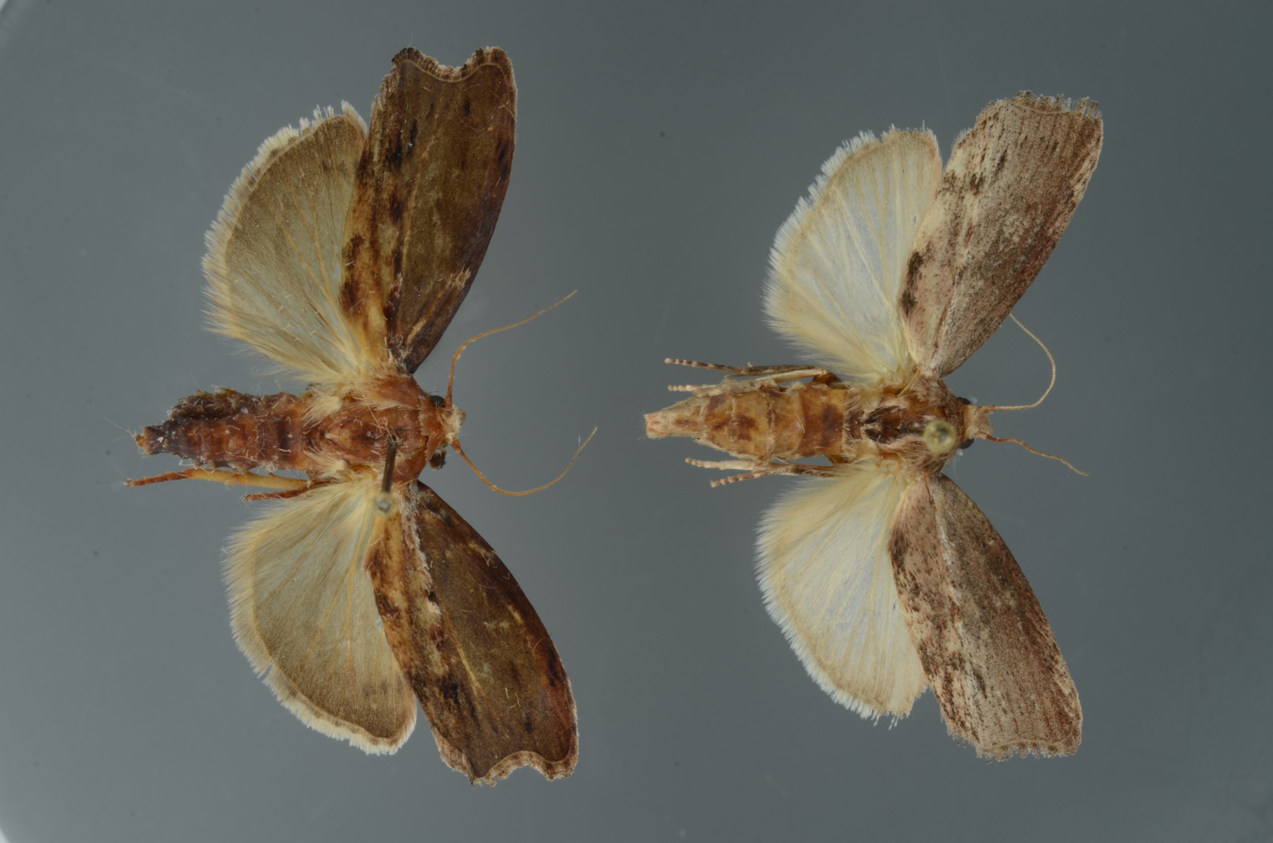 Research Update Thymol Shows Promise As A Potential Control For Greater Wax Moths Uf Ifas