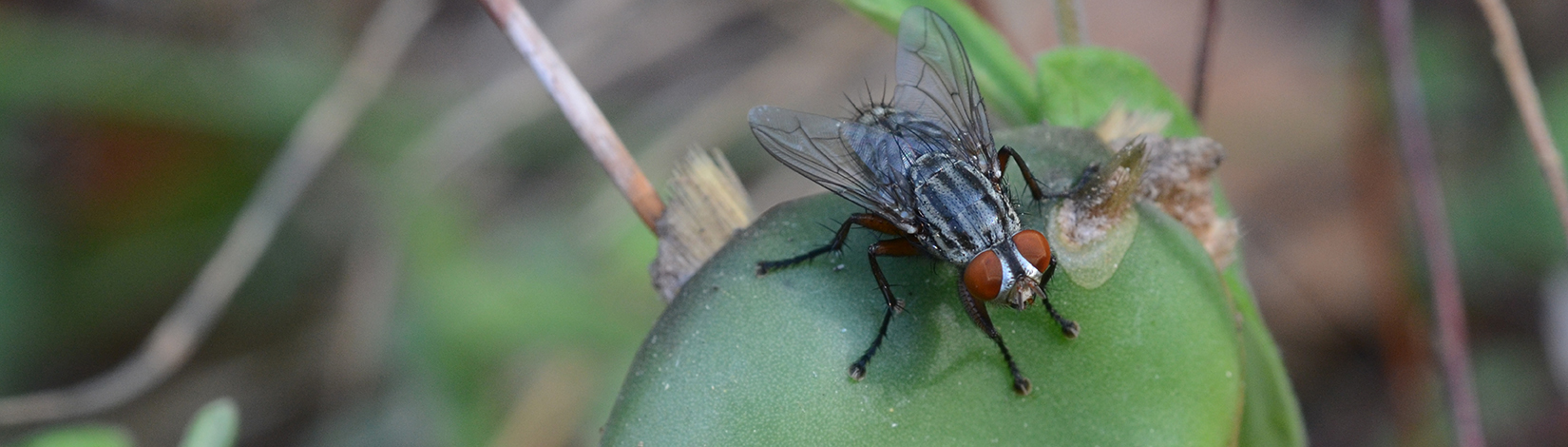 Big Little Flies Uf Ifas Entomology And Nematology Department