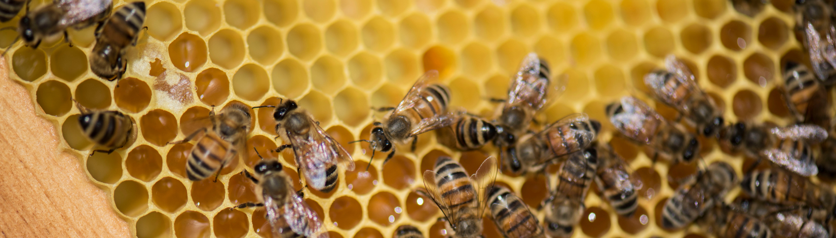 Research Update: Contact Exposure to Environmentally Relevant Pesticide Residues in Beeswax May Affect Honey Bees in a Laboratory Setting