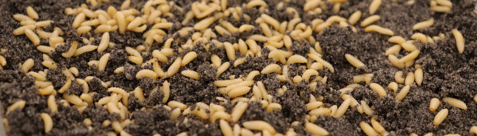 small hive beetle larvae