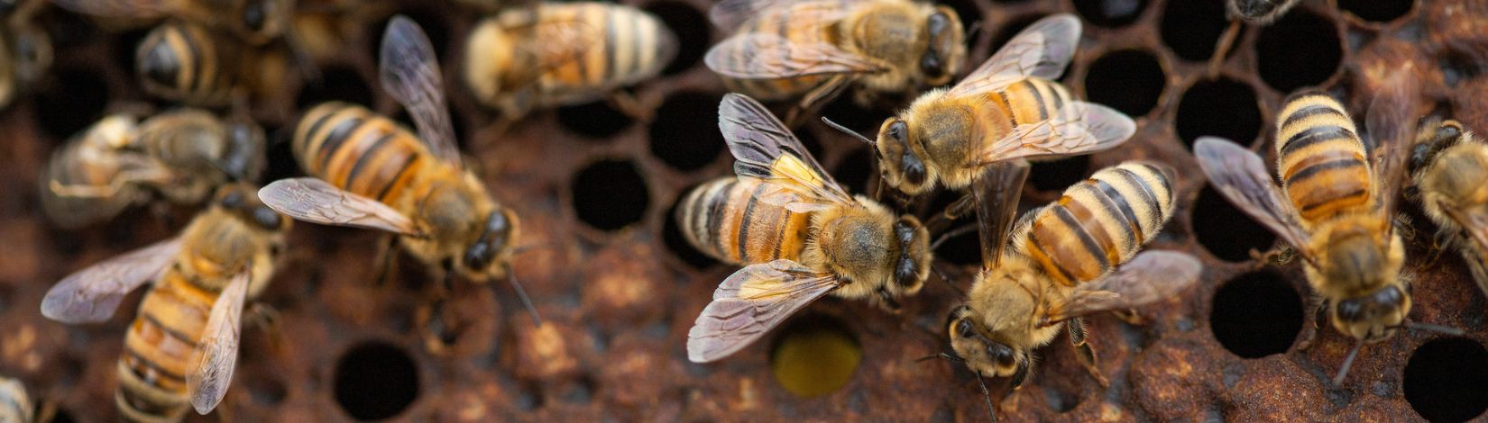 Honey bees on a hive.